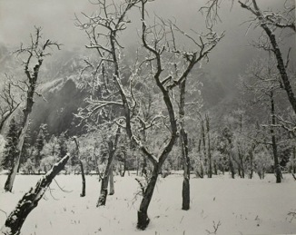 trees-snow