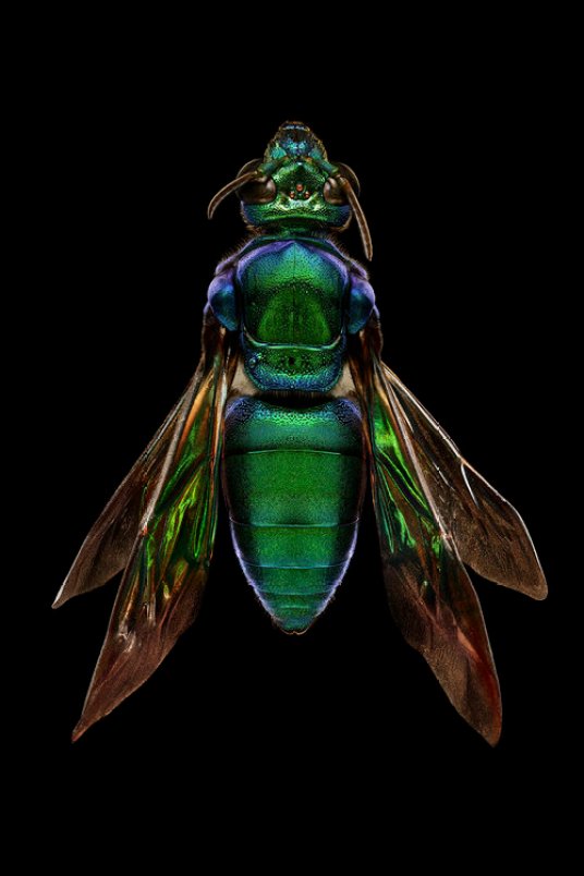 Orchid Cuckoo Bee, Brazil. Exaerete frontalis (Hymenoptera, Apidae). The Orchid Cuckoo Bee of the most spectacular of all bees in terms of size, colour and microsculpture. We usually think of bees as benign, helpful creatures, but Exaerete is a cuckoo bee. Instead of collecting pollen and constructing their own nests, female cuckoo bees enter the nests of other bees and lay their eggs in the host’s brood cells. This particular specimen has grown to a large size by consuming the pollen diligently collected by its host.